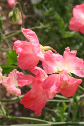 Picture of Sweet Pea - Princess Elizabeth